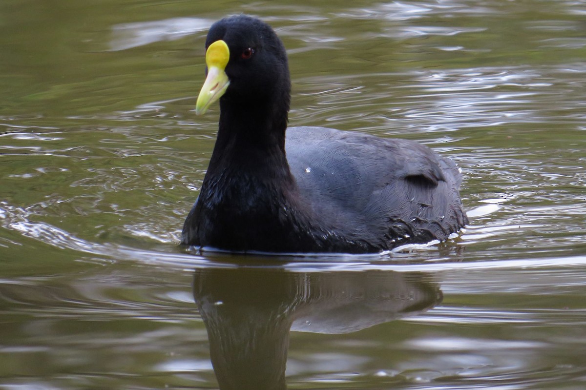 White-winged Coot - ML206072731