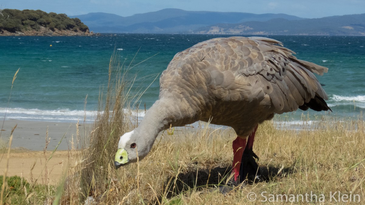 Cape Barren Goose - Samantha Klein