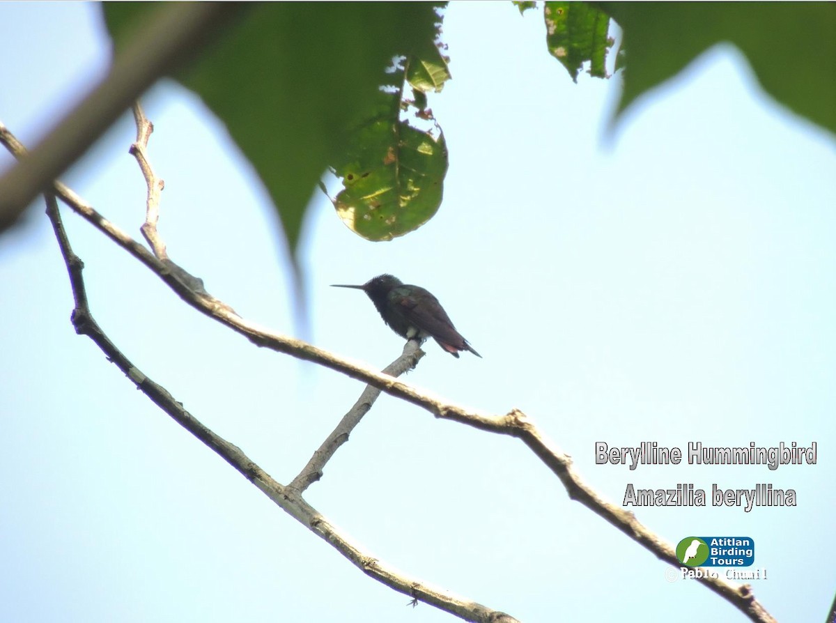 Berylline Hummingbird - Pablo Chumil Birding Guatemala