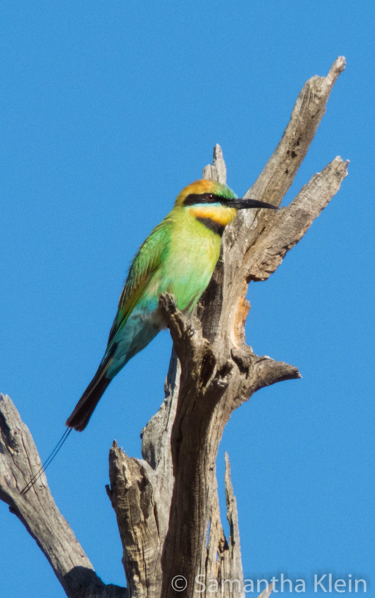 Rainbow Bee-eater - Samantha Klein