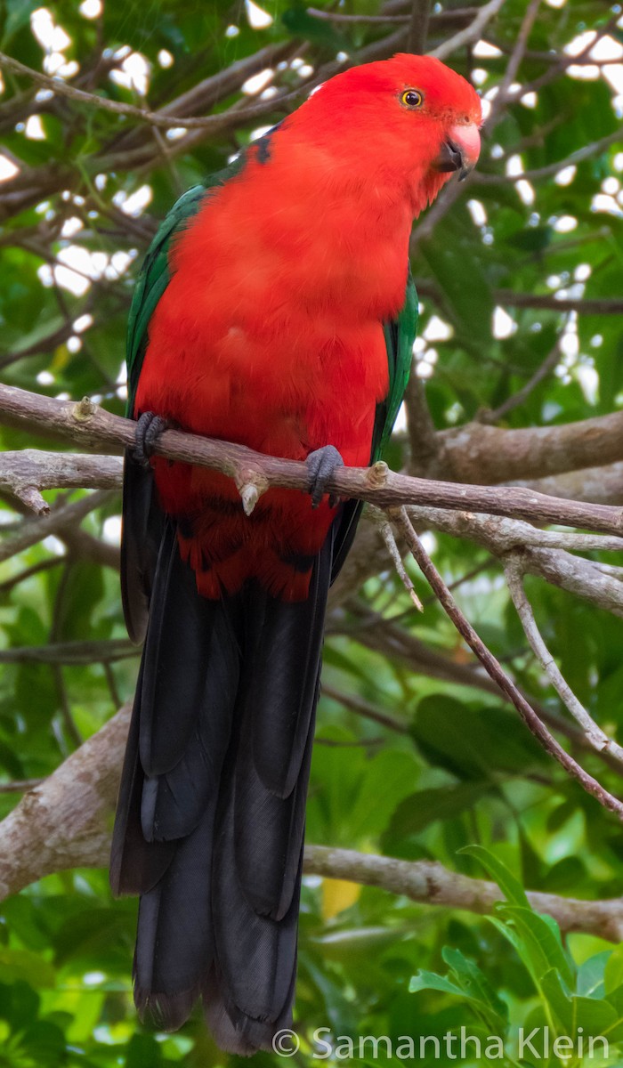 Australian King-Parrot - Samantha Klein