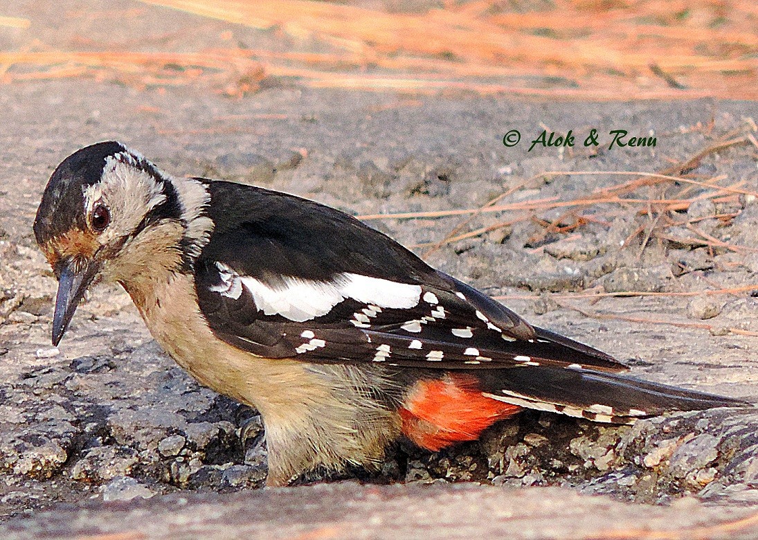 Himalayan Woodpecker - ML206073611