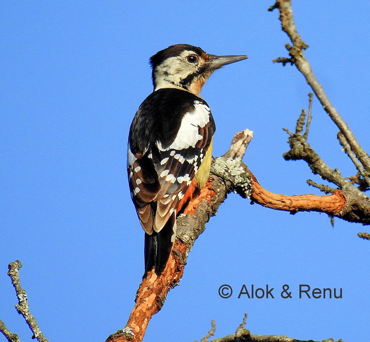 Himalayan Woodpecker - Alok Tewari