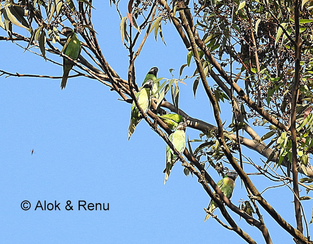 Red-breasted Parakeet - ML206073681