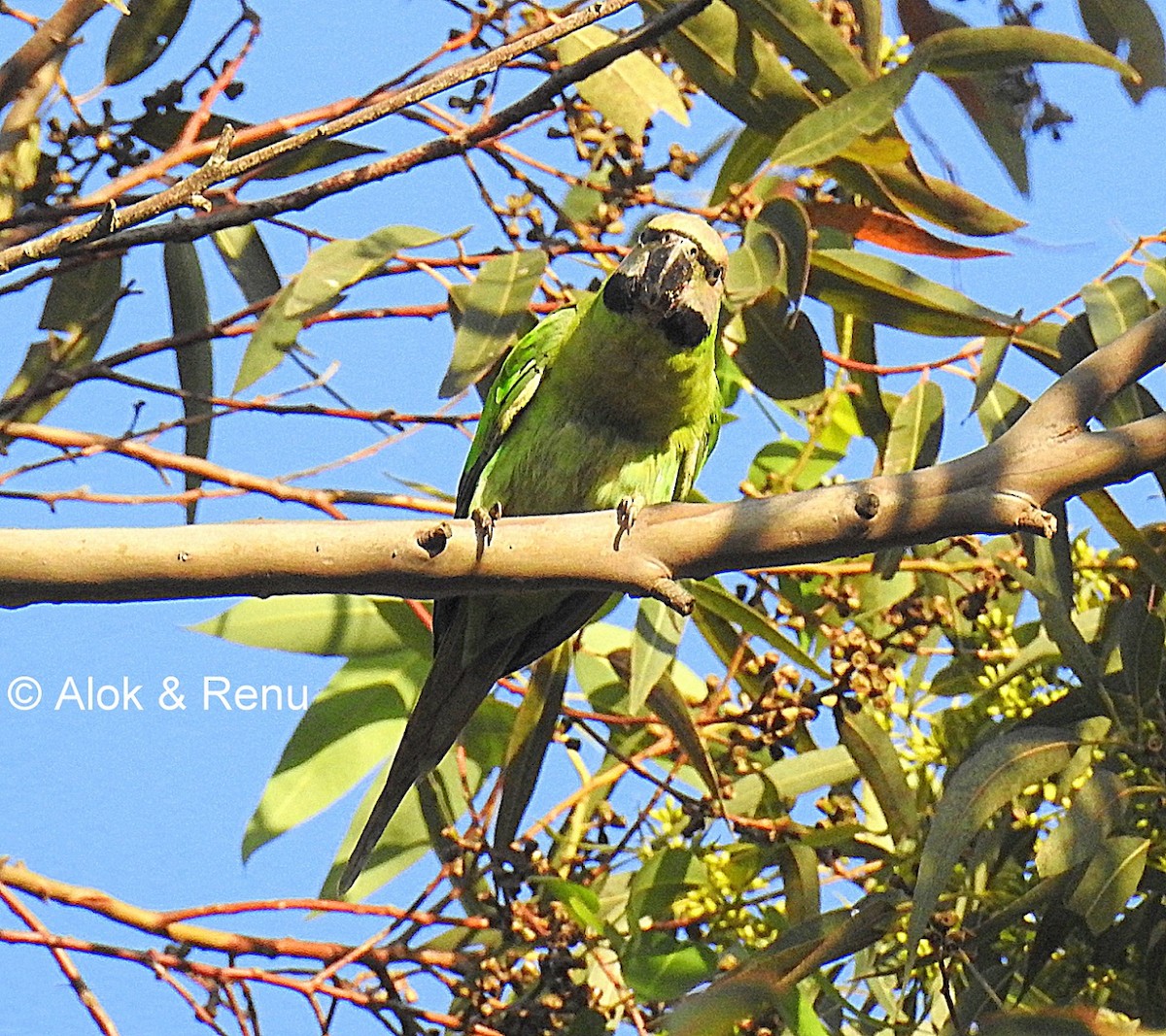 Red-breasted Parakeet - ML206073701