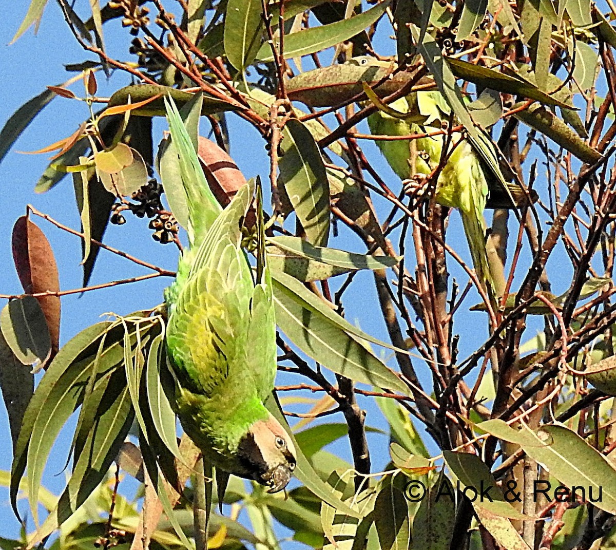 Red-breasted Parakeet - Alok Tewari