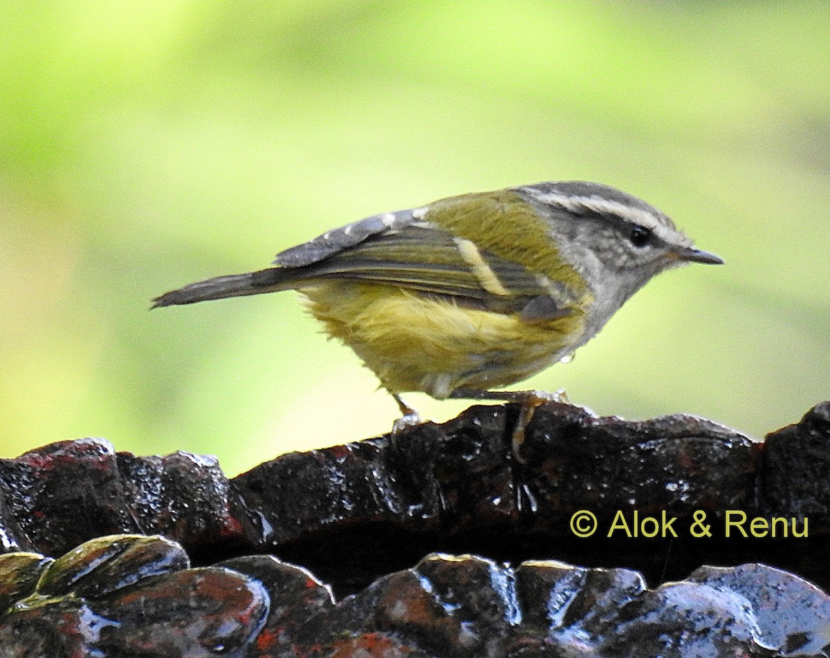Ashy-throated Warbler - Alok Tewari
