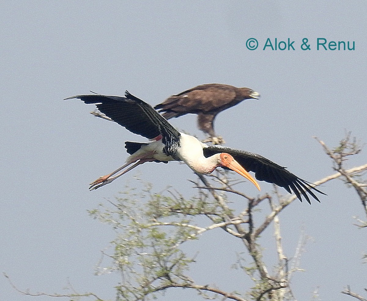 Indian Spotted Eagle - Alok Tewari