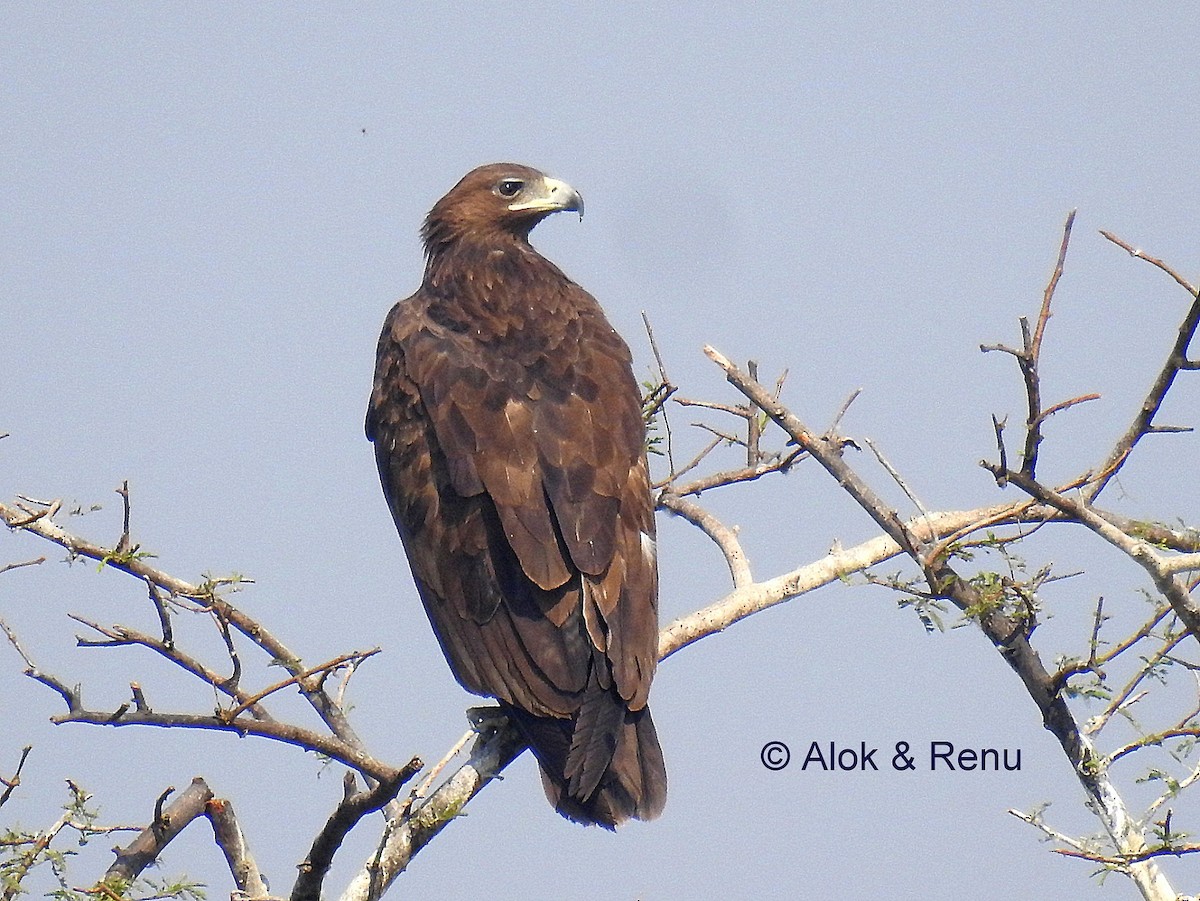 Indian Spotted Eagle - Alok Tewari