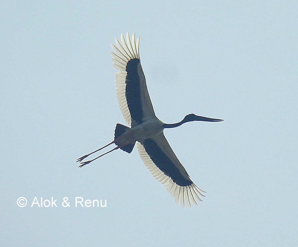 Black-necked Stork - Alok Tewari