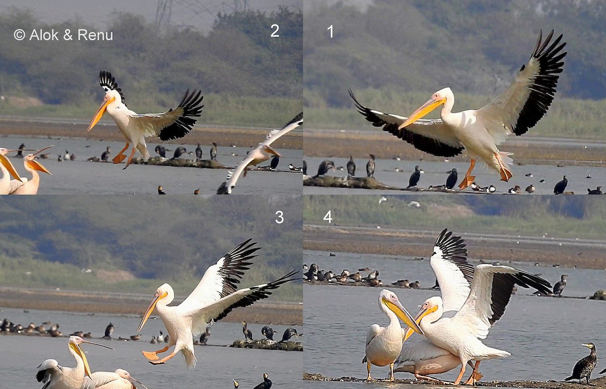 Great White Pelican - Alok Tewari