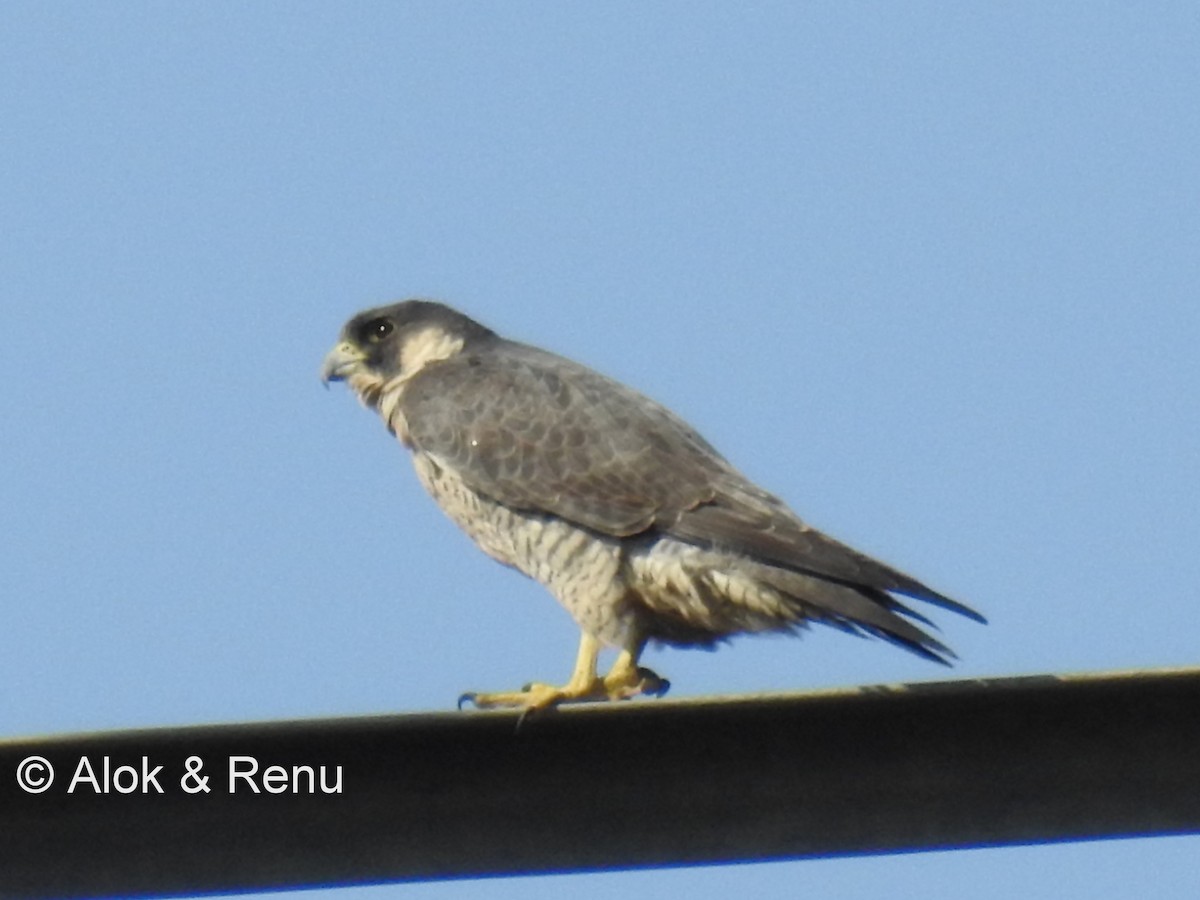 Peregrine Falcon (Tundra) - Alok Tewari