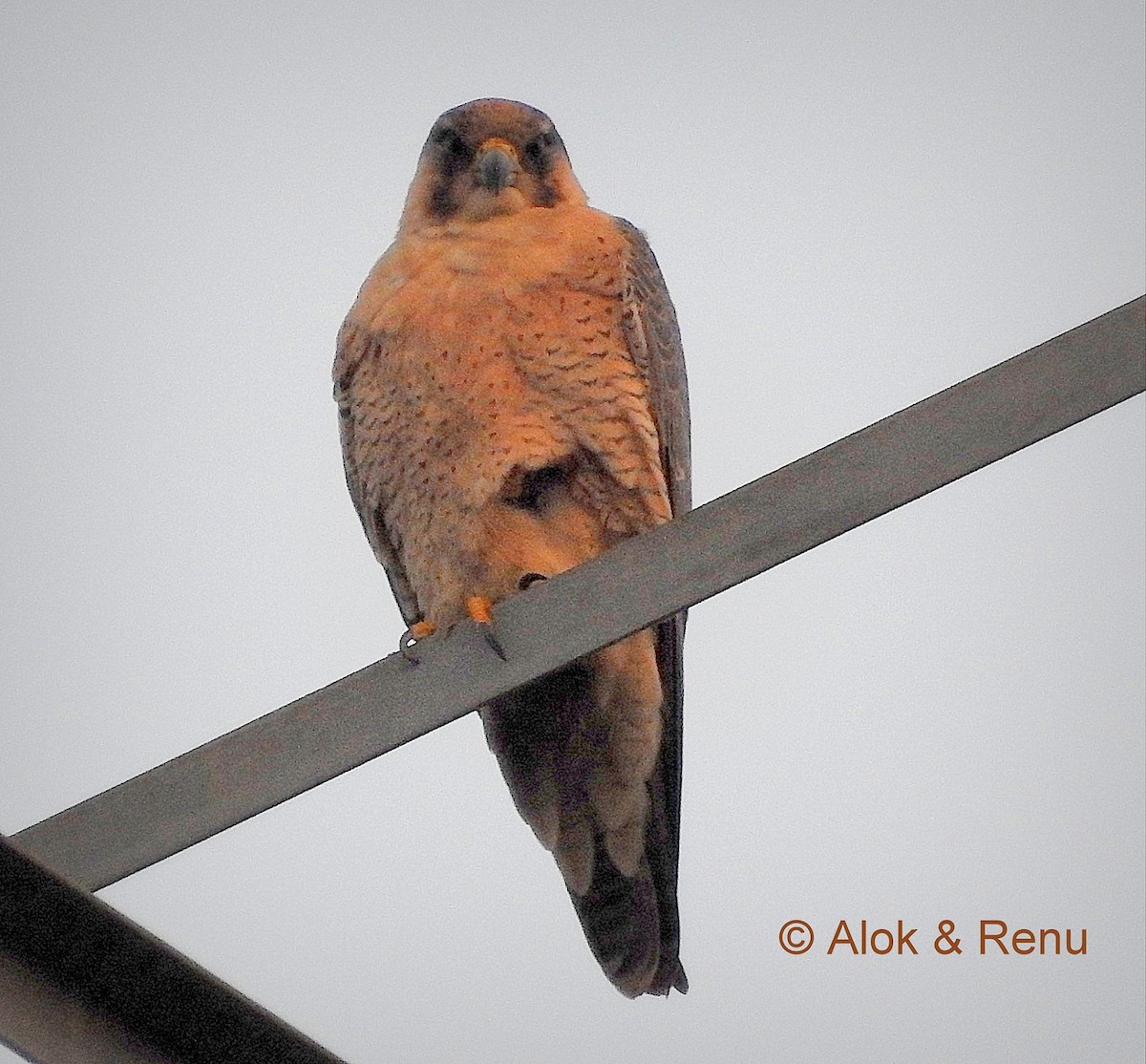 Peregrine Falcon (Shaheen) - Alok Tewari
