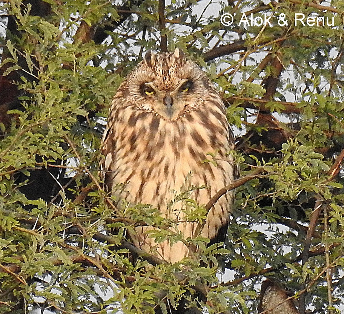 Short-eared Owl (Northern) - Alok Tewari