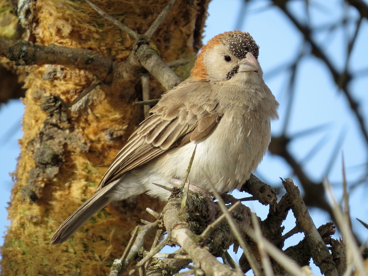 Speckle-fronted Weaver - ML206074201
