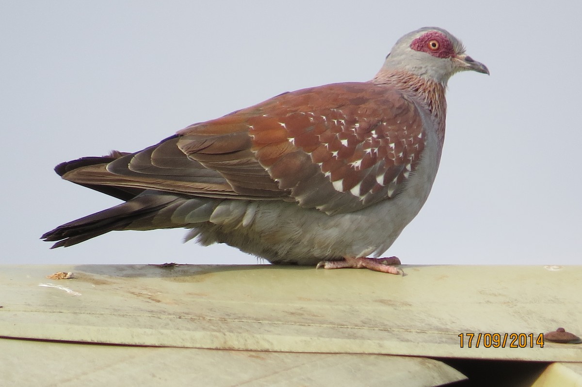 Speckled Pigeon - ML206074211