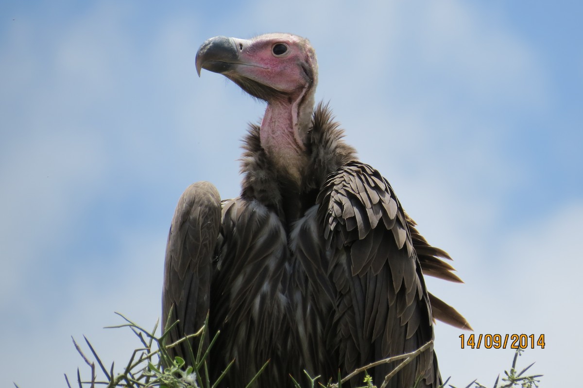 Lappet-faced Vulture - James Kashangaki