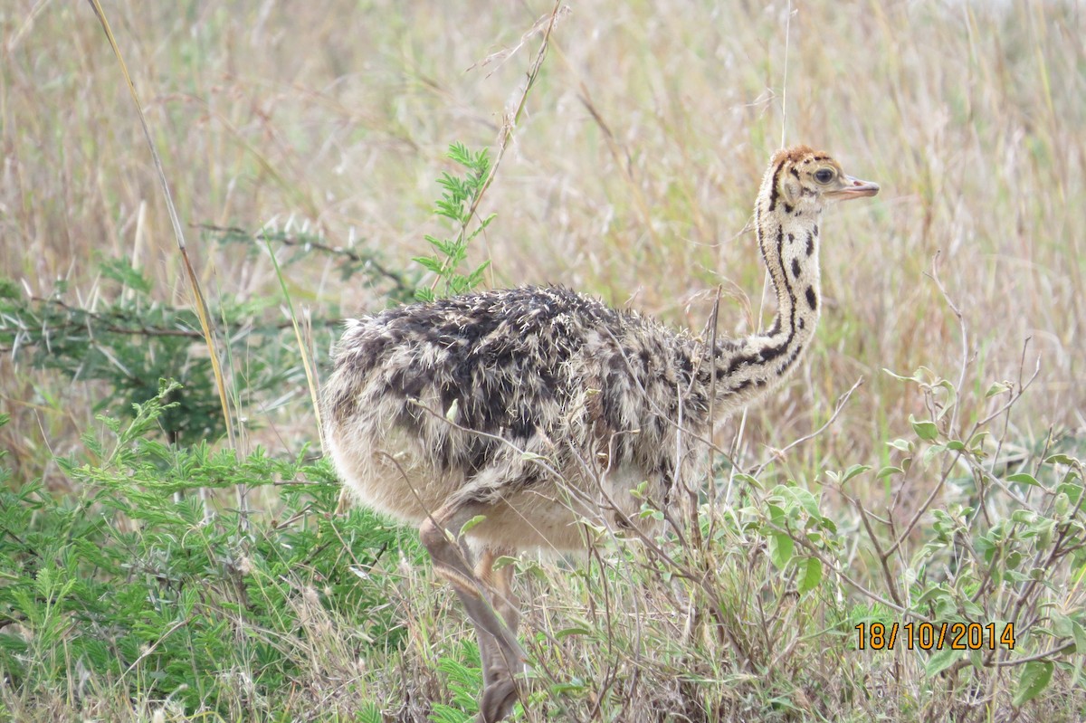 Common Ostrich - James Kashangaki