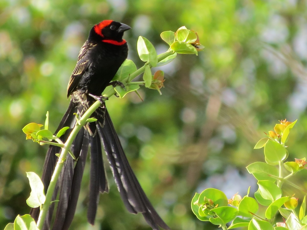 Red-cowled Widowbird - James Kashangaki