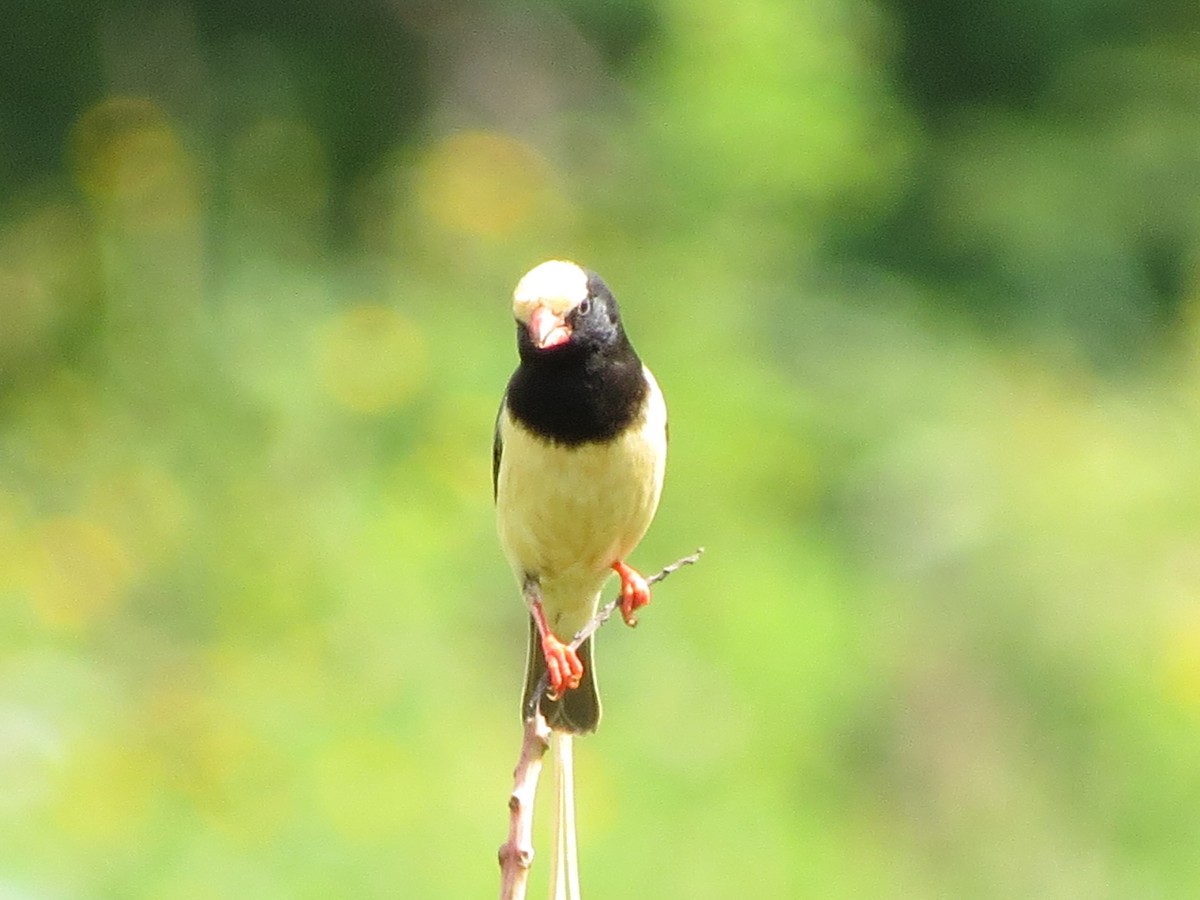 Straw-tailed Whydah - ML206074721