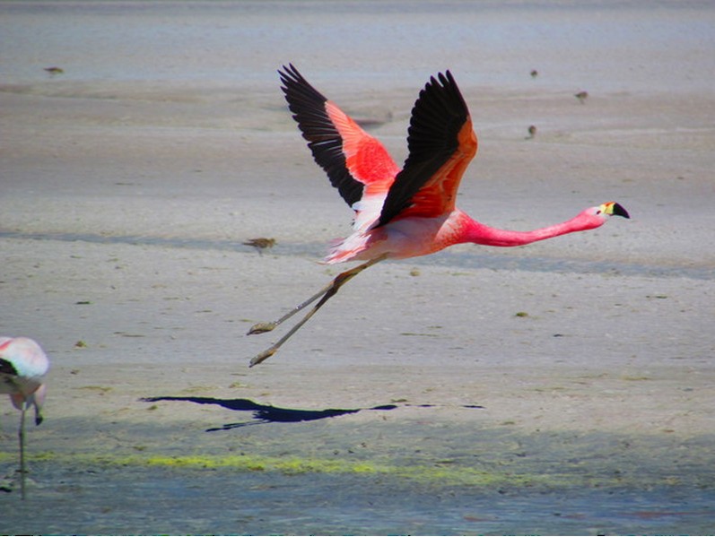 Andean Flamingo - Samantha Klein