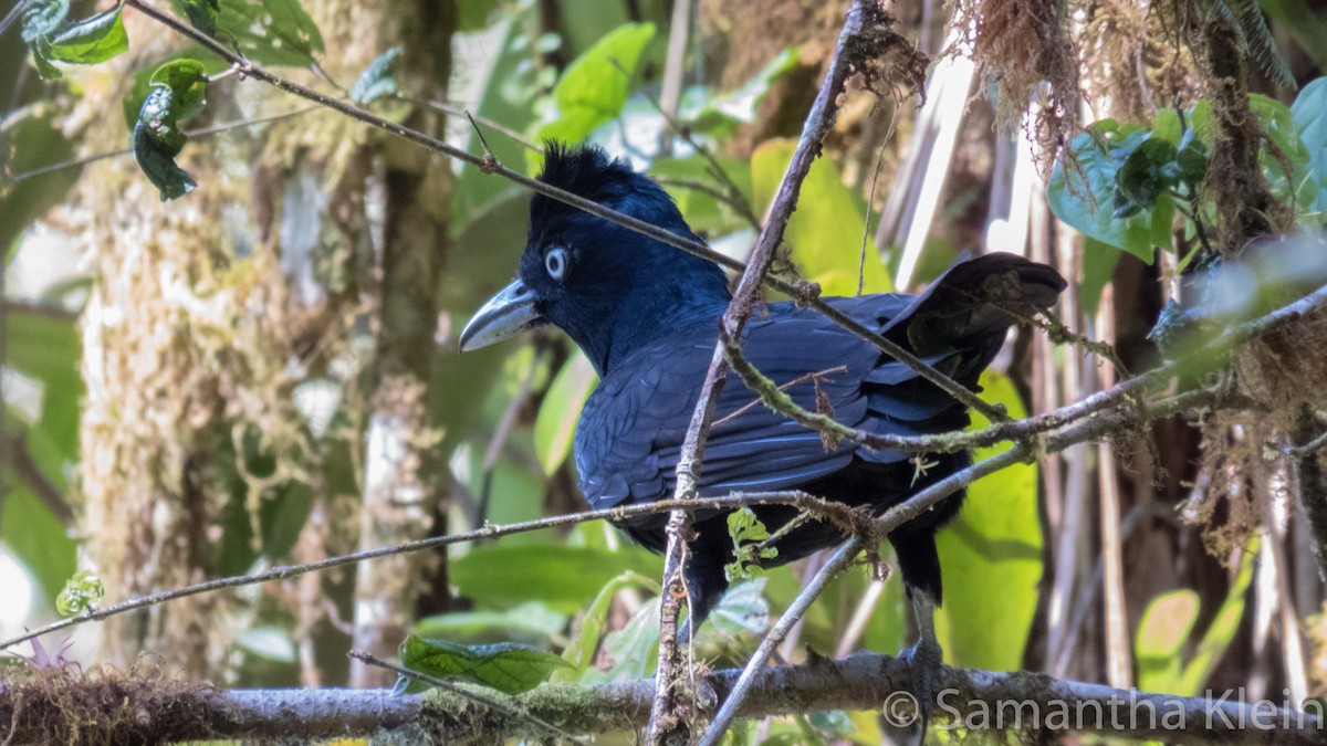 Amazonian Umbrellabird - Samantha Klein