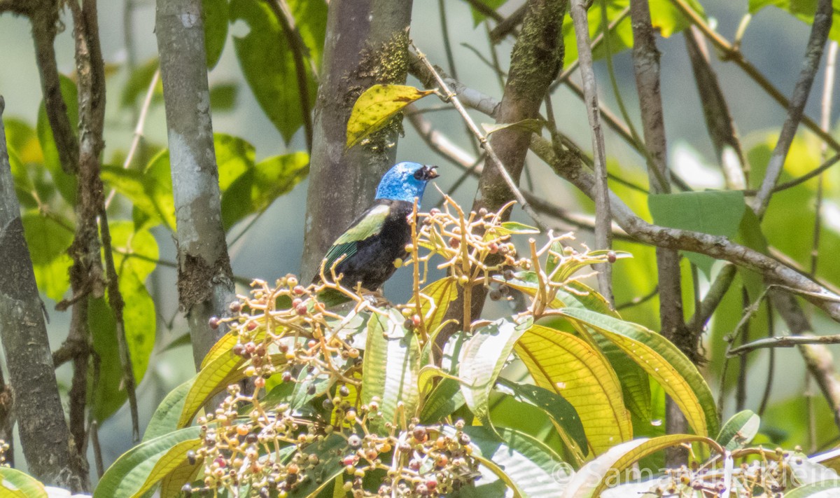 Blue-necked Tanager - ML206076071