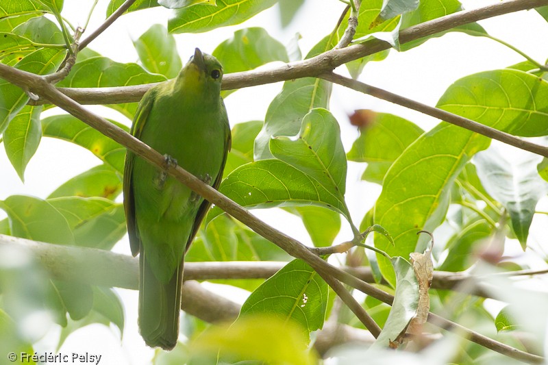 Philippine Leafbird - ML206076281