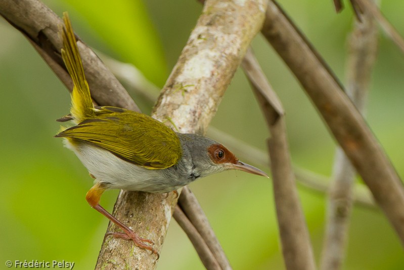 Rufous-fronted Tailorbird - Frédéric PELSY
