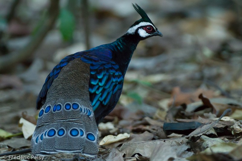 Palawan Peacock-Pheasant - Frédéric PELSY