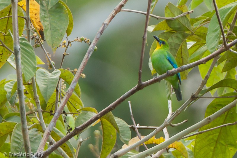 Yellow-throated Leafbird - Frédéric PELSY