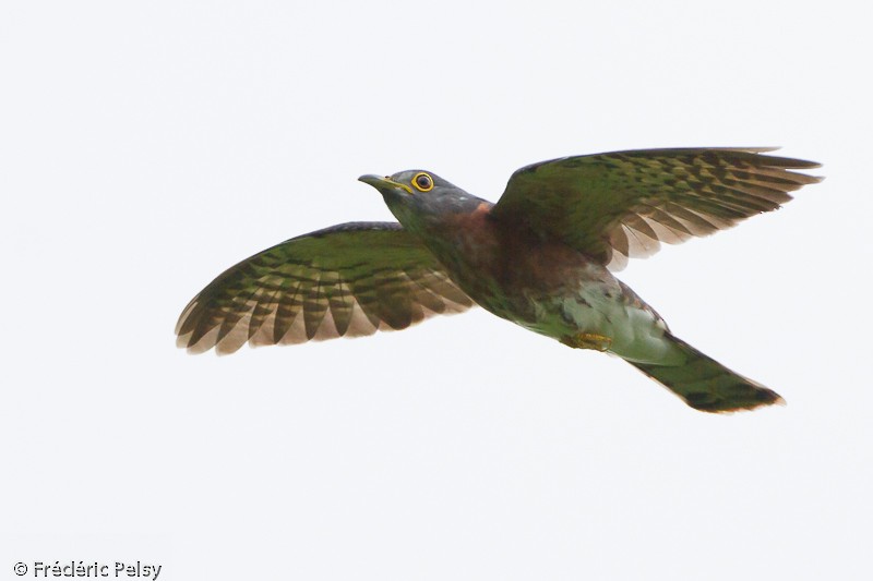 Philippine Hawk-Cuckoo - ML206076751