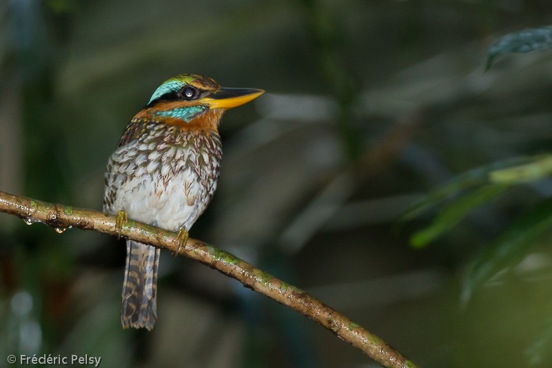 Spotted Kingfisher - ML206076781