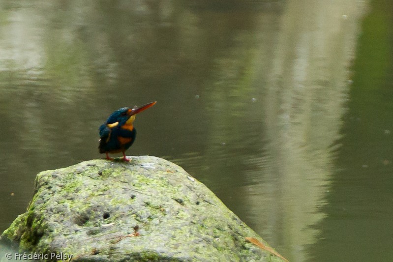 Indigo-banded Kingfisher (Northern) - Frédéric PELSY