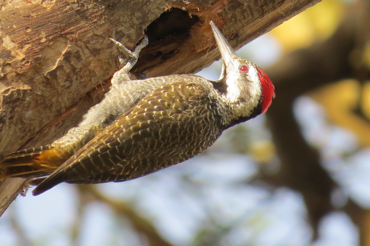 Bearded Woodpecker - James Kashangaki