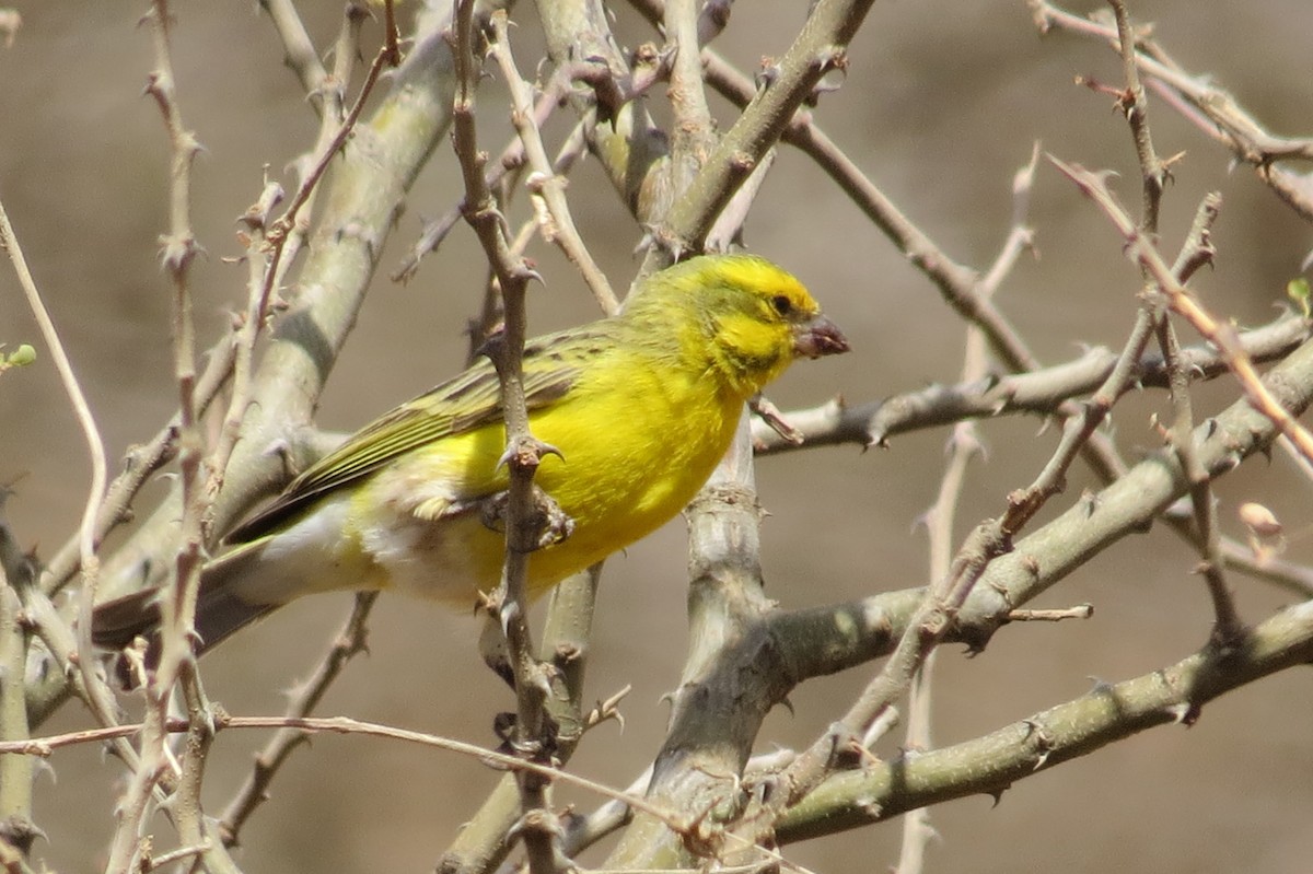 White-bellied Canary - ML206077121