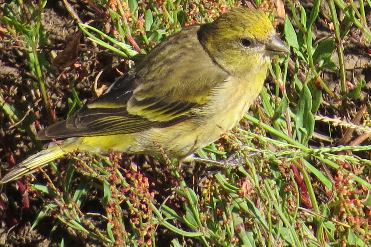 Yellow-crowned Canary - ML206077141