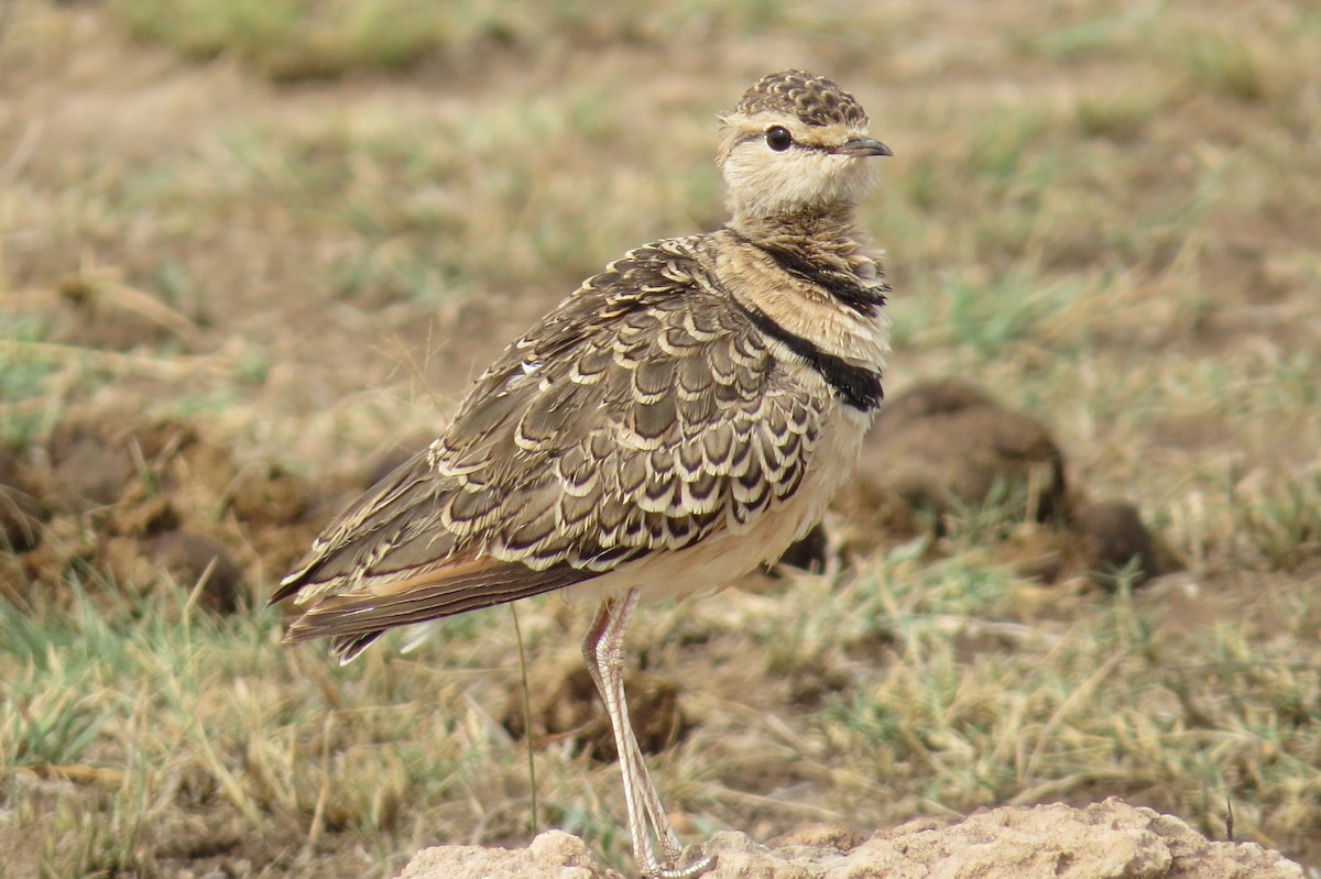 Double-banded Courser - ML206077171