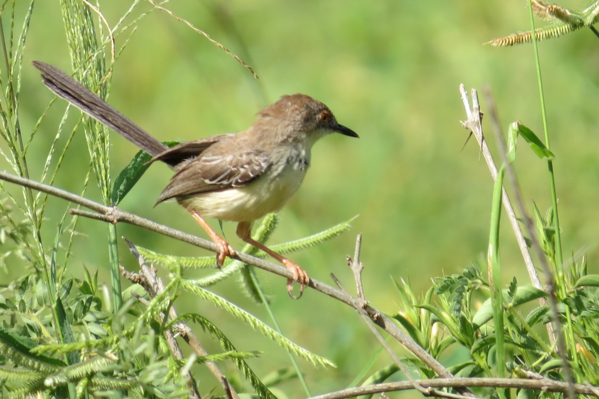 Red-fronted Prinia (Rufous-backed) - ML206077221