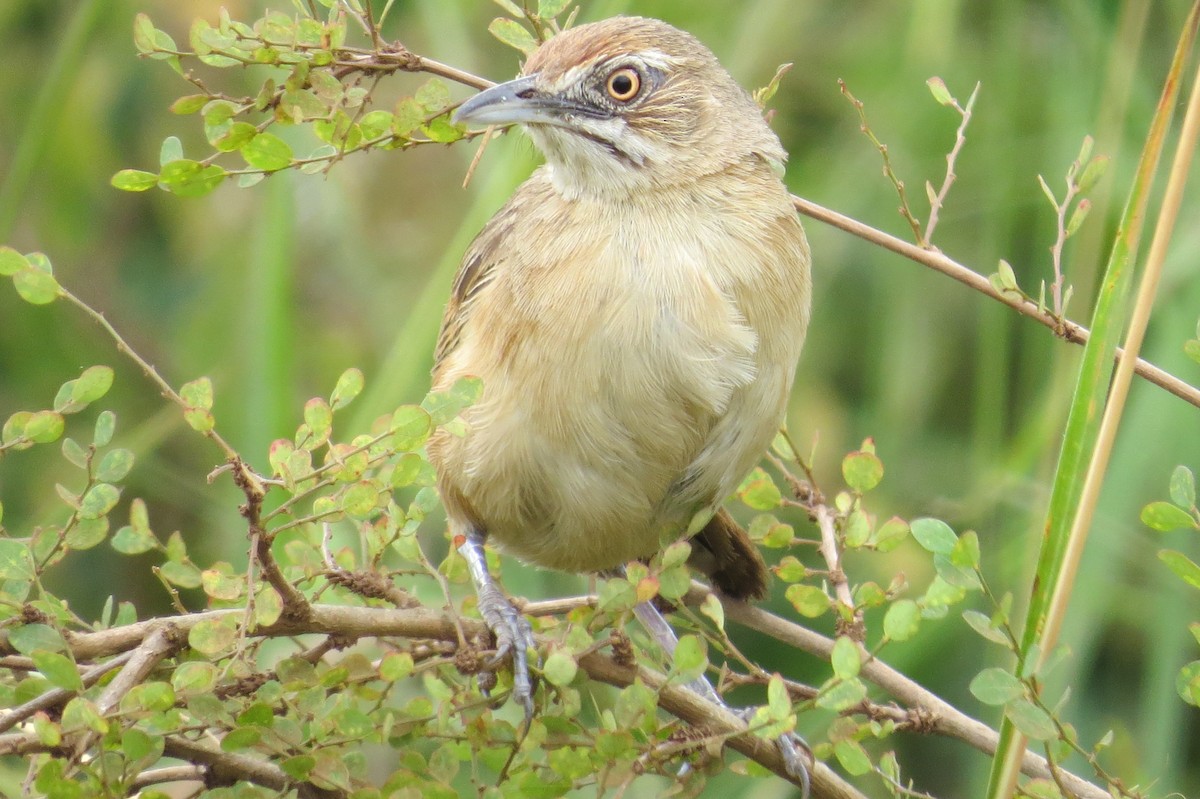 Moustached Grass-Warbler - ML206077381