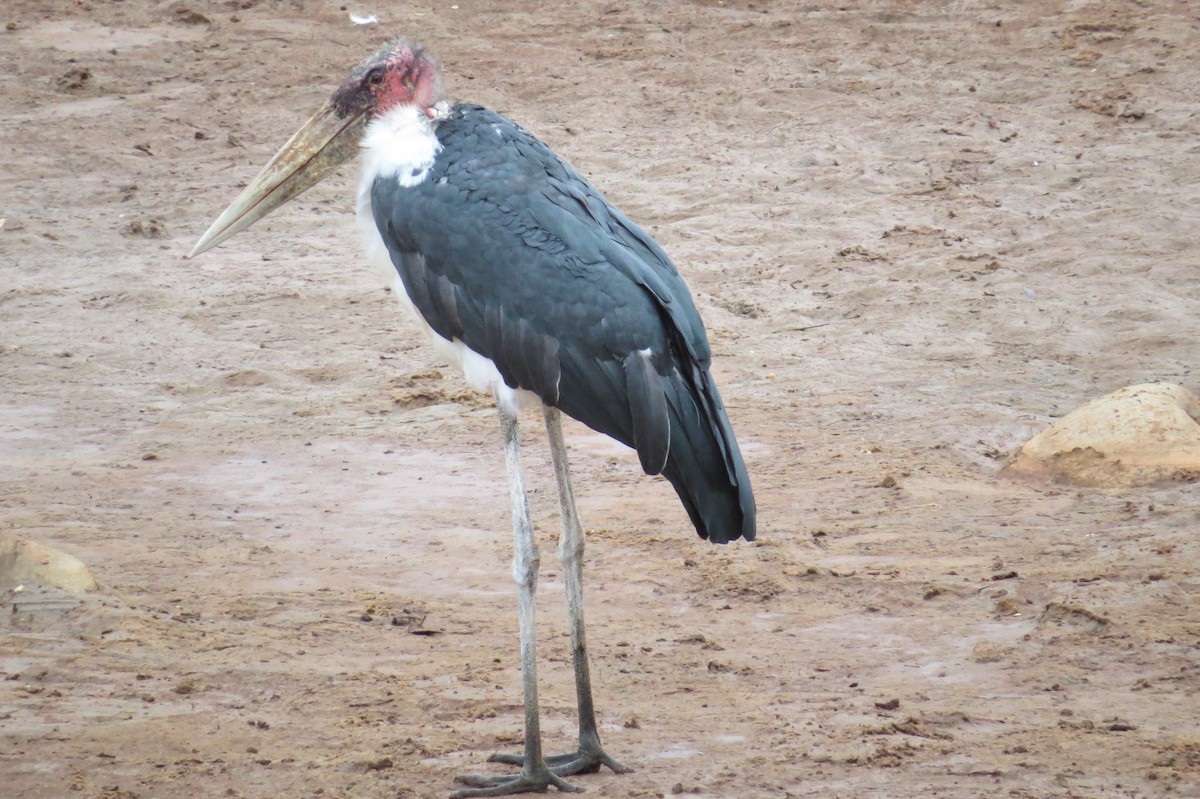 Marabou Stork - James Kashangaki