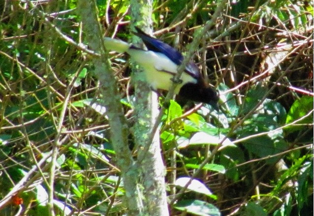 Curl-crested Jay - ML206077551