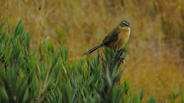 Long-tailed Reed Finch - Samantha Klein