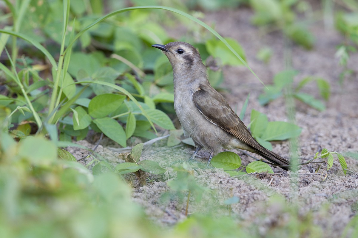 Black-eared Cuckoo - Laurie Ross | Tracks Birding & Photography Tours