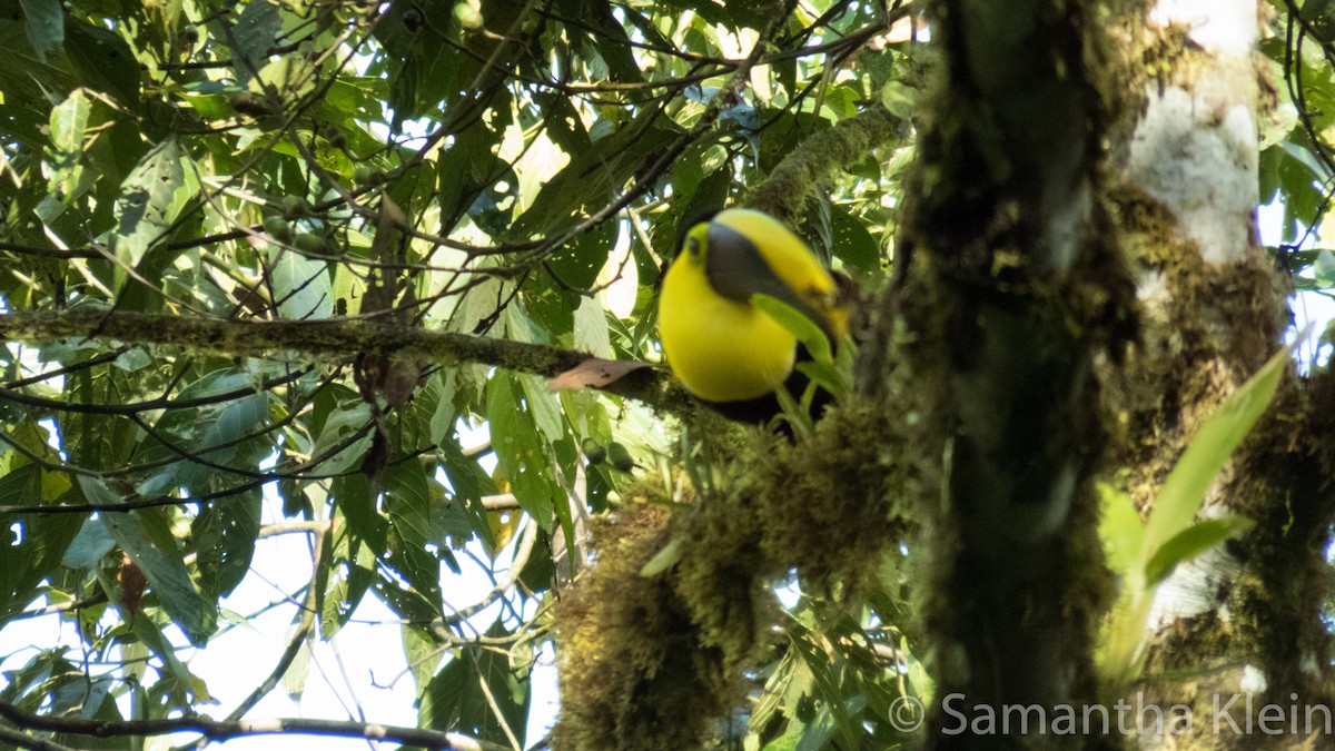 Yellow-throated Toucan (Chestnut-mandibled) - Samantha Klein