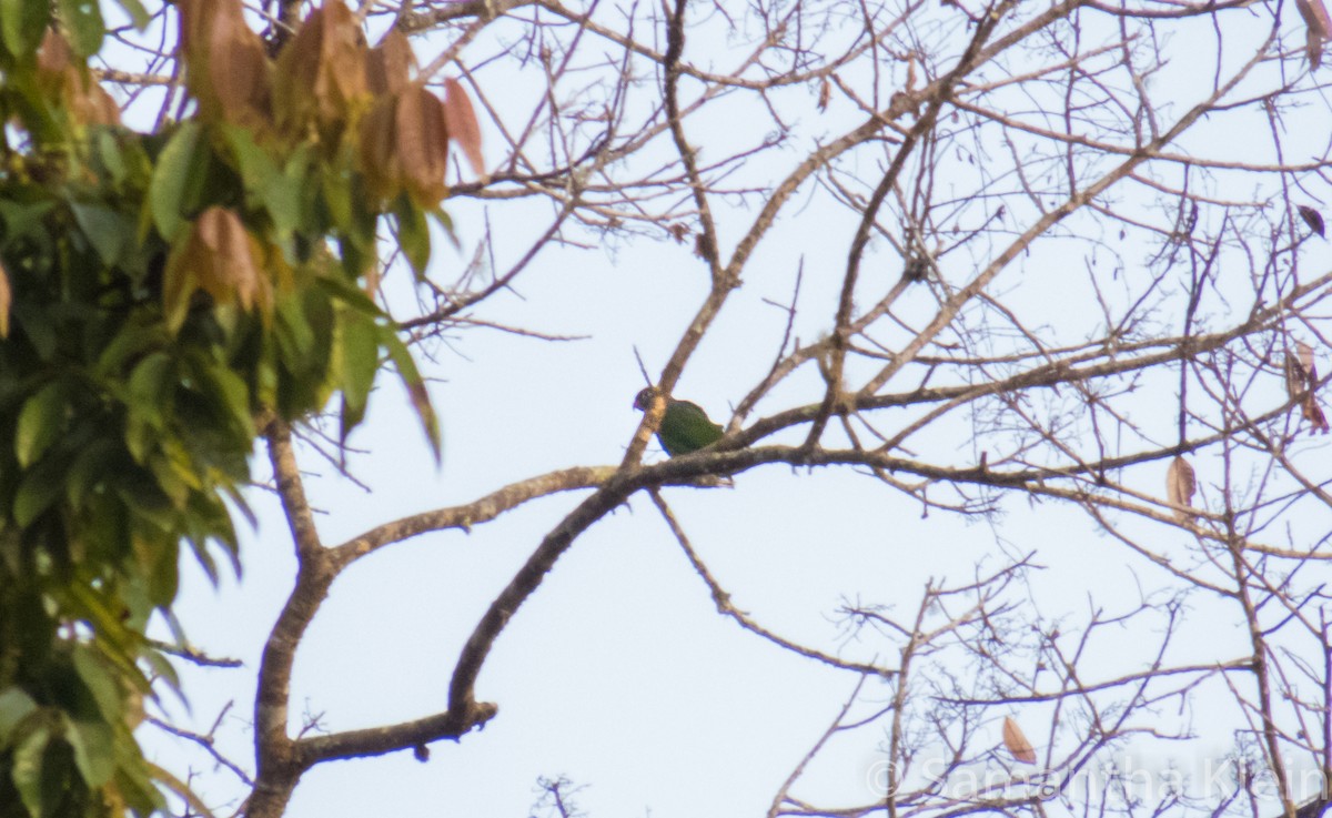 Red-billed Parrot - ML206078511