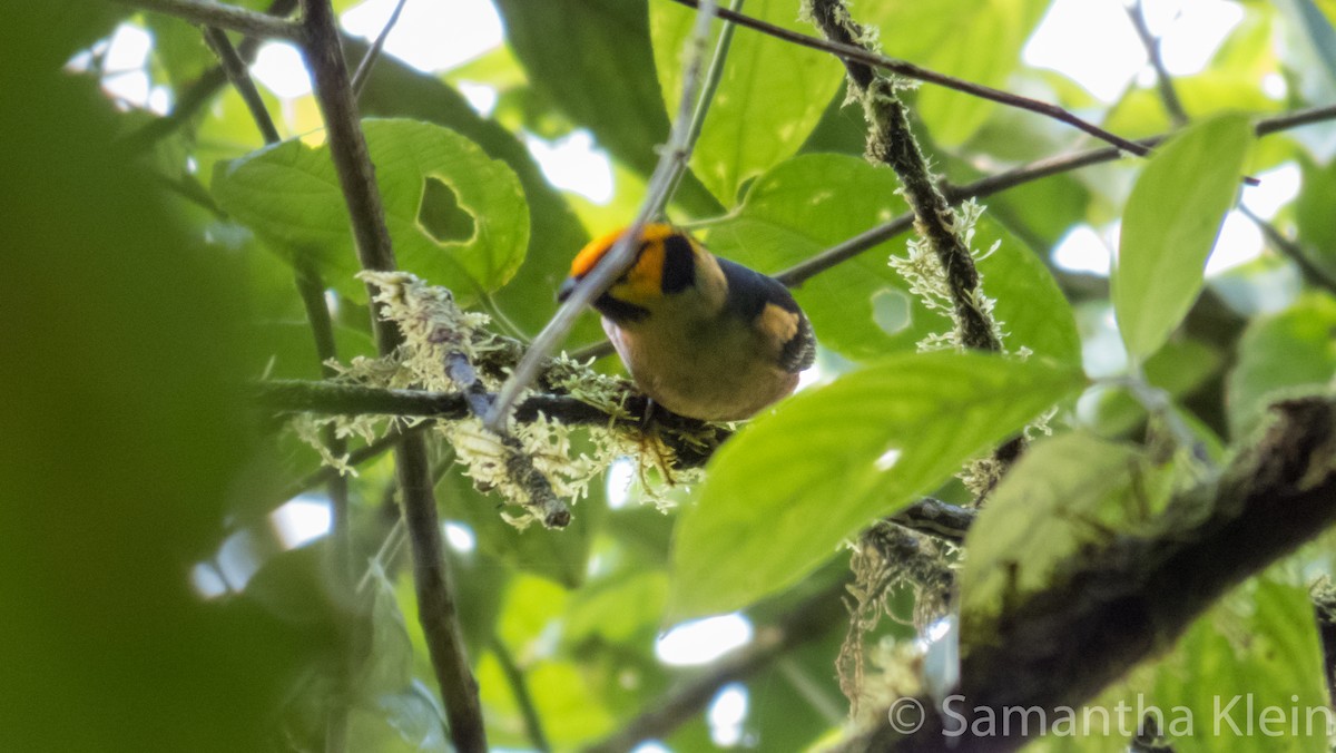 Flame-faced Tanager (Yellow-faced) - ML206078561