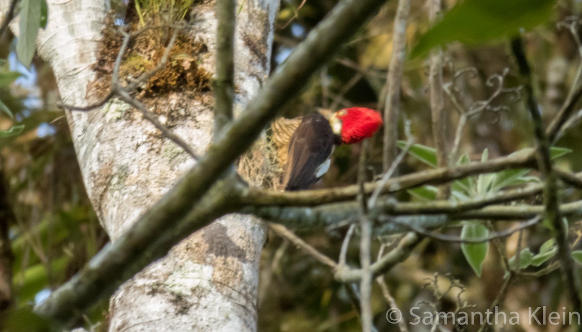 Crimson-crested Woodpecker - Samantha Klein