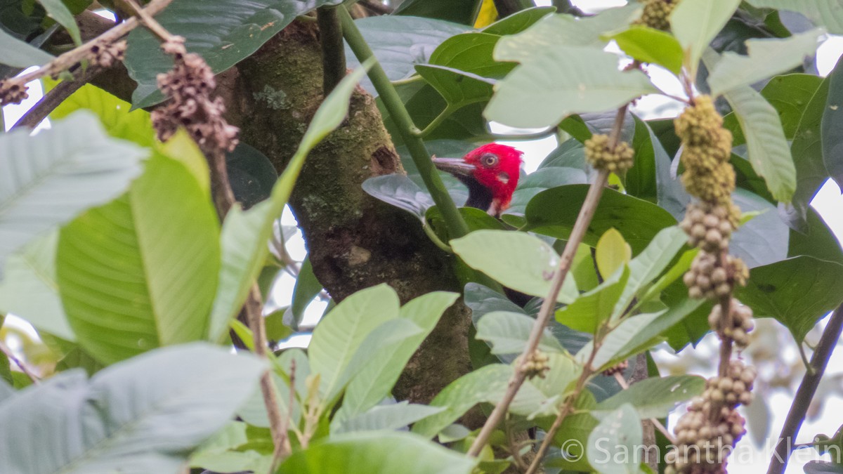 Guayaquil Woodpecker - ML206078651