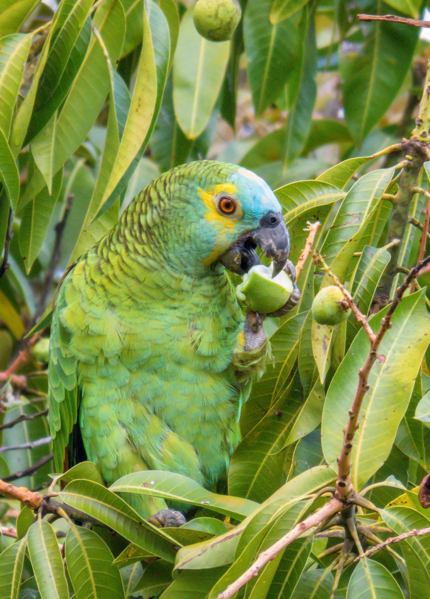Turquoise-fronted Parrot - ML206078691